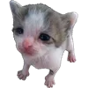 Стикер 29 Cute animals #animals #cute #girl