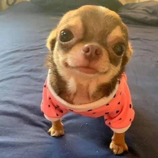 😄 Стикер «Dogs memes» для Telegram