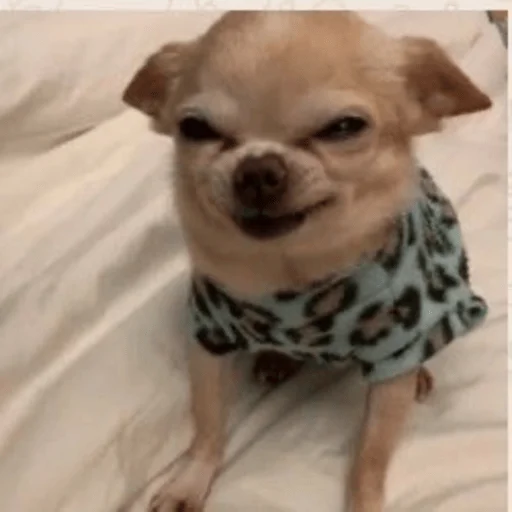 😠 Стикер «Dogs memes» для Telegram