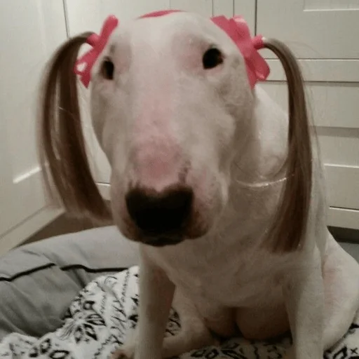 😂 Стикер «Dogs memes» для Telegram