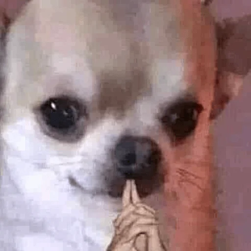 🤔 Стикер «Dogs memes» для Telegram