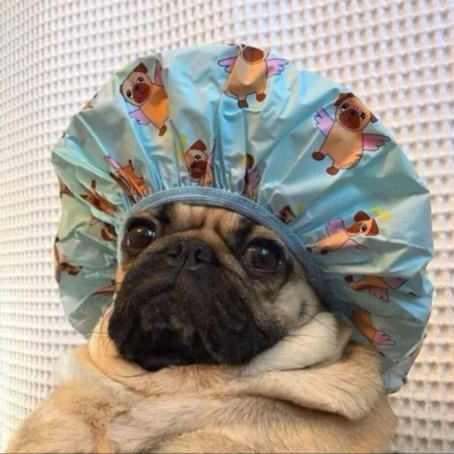 🧼 Стикер «Dogs memes» для Telegram
