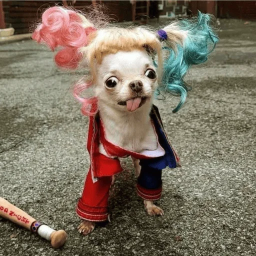🤪 Стикер «Dogs memes» для Telegram