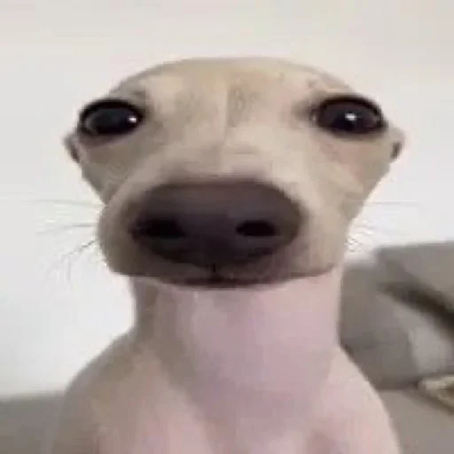 ☺️ Стикер «Dogs memes» для Telegram