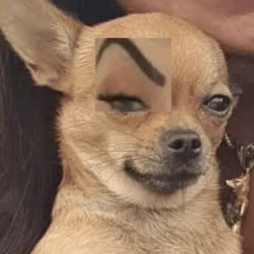 🤨 Стикер «Dogs memes» для Telegram