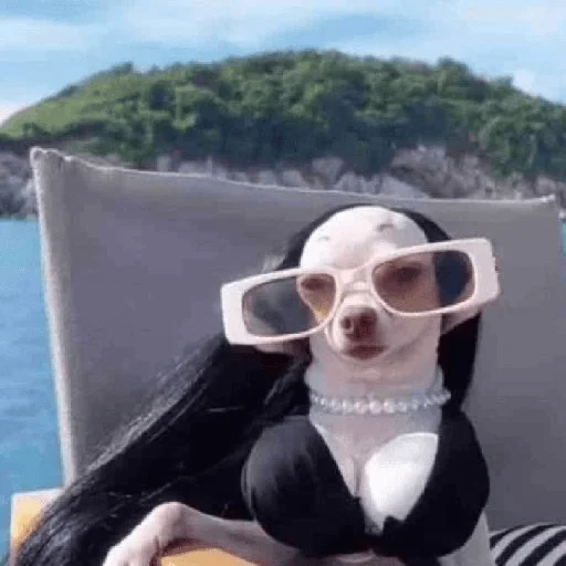 😎 Стикер «Dogs memes» для Telegram