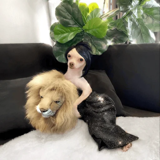 🦁 Стикер «Dogs memes» для Telegram