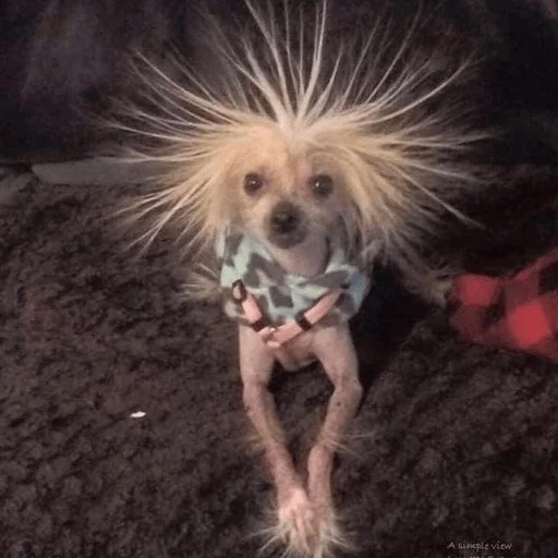 😗 Стикер «Dogs memes» для Telegram