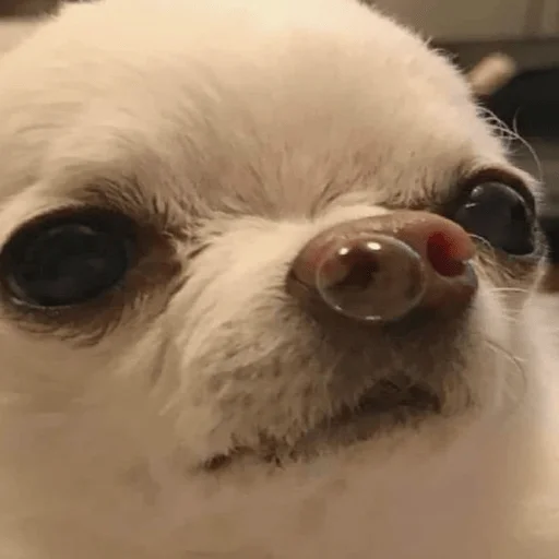 😪 Стикер «Dogs memes» для Telegram