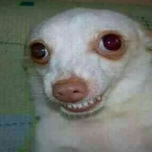 🤪 Стикер «Dogs memes» для Telegram