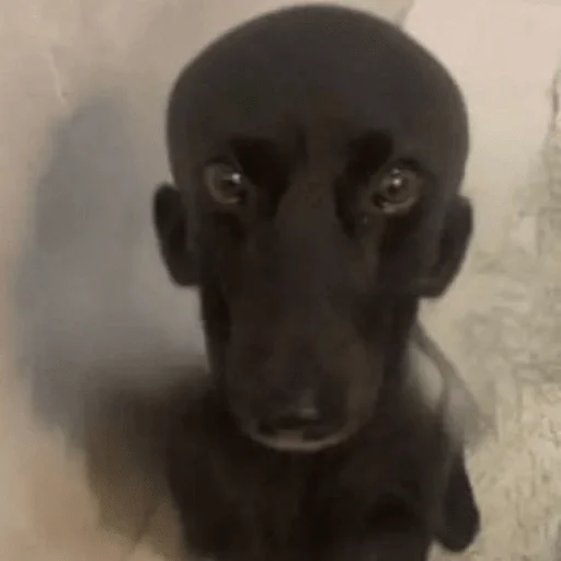 🫥 Стикер «Dogs memes» для Telegram
