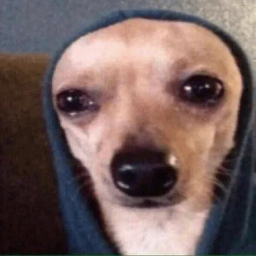 😭 Стикер «Dogs memes» для Telegram