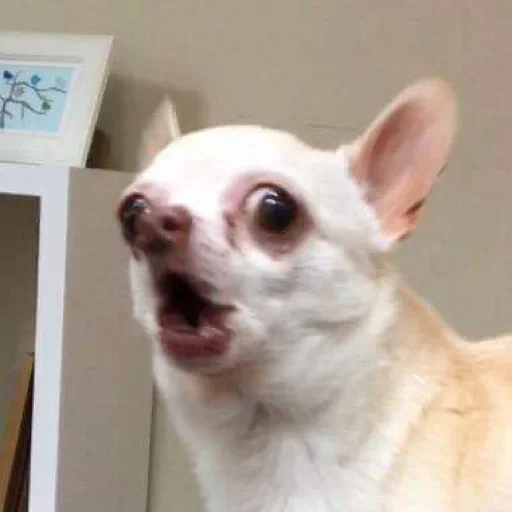 😲 Стикер «Dogs memes» для Telegram