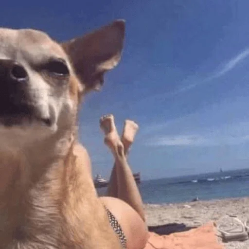 🍑 Стикер «Dogs memes» для Telegram