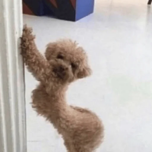 🔞 Стикер «Dogs memes» для Telegram