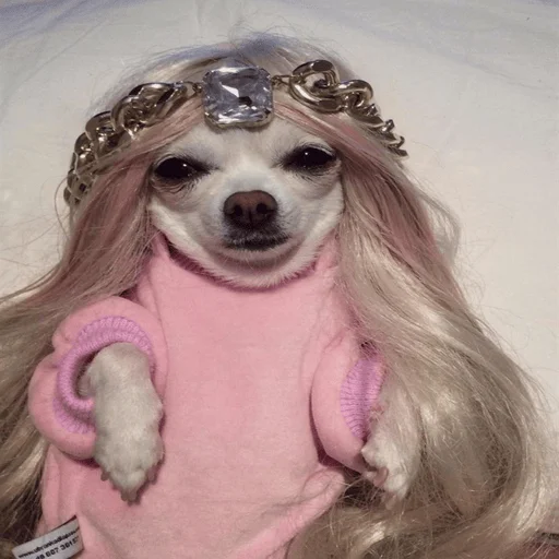 👑 Стикер «Dogs memes» для Telegram