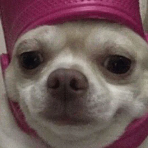 Стикерпак Dogs memes для Telegram