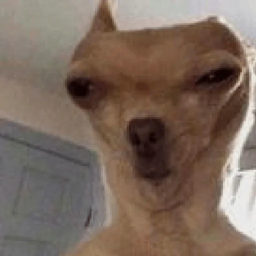 🤨 Стикер «Dogs memes» для Telegram