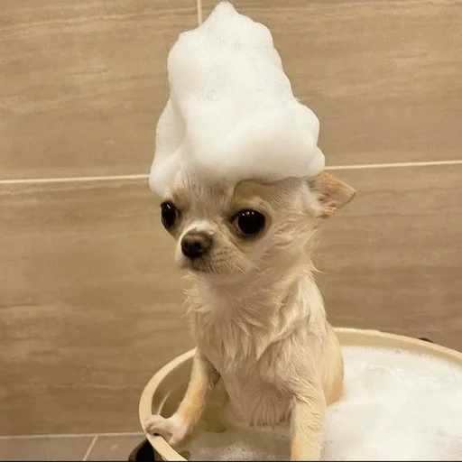 🛀 Стикер «Dogs memes» для Telegram