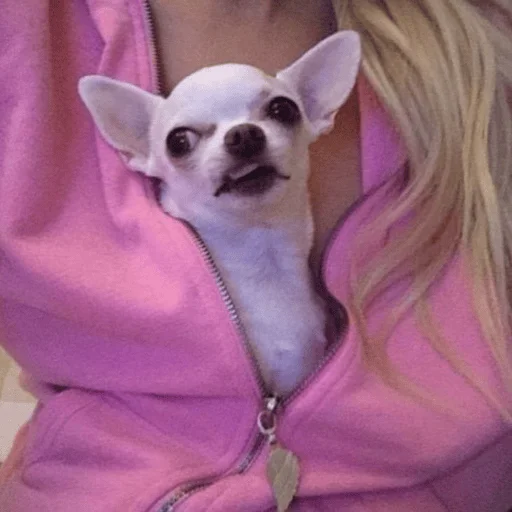 🎀 Стикер «Dogs memes» для Telegram