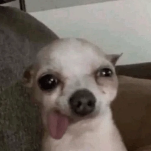 😋 Стикер «Dogs memes» для Telegram