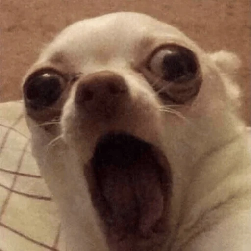 😱 Стикер «Dogs memes» для Telegram