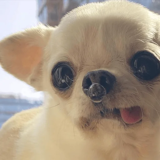😋 Стикер «Dogs memes» для Telegram