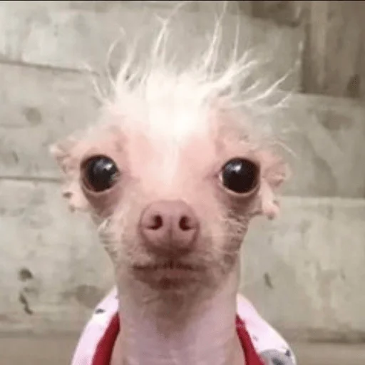 😳 Стикер «Dogs memes» для Telegram