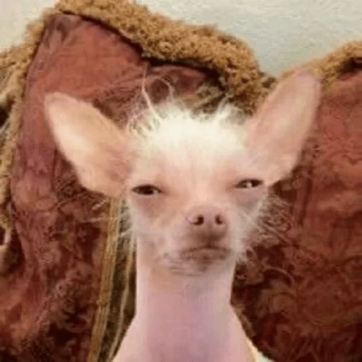 😑 Стикер «Dogs memes» для Telegram