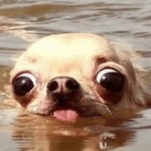 😶 Стикер «Dogs memes» для Telegram