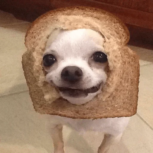 🥖 Стикер «Dogs memes» для Telegram