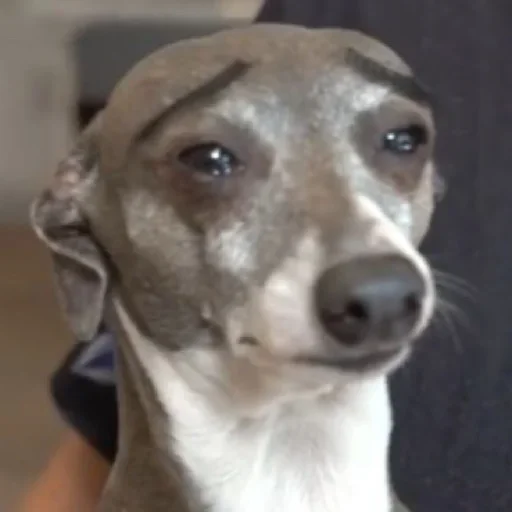 ☹️ Стикер «Dogs memes» для Telegram