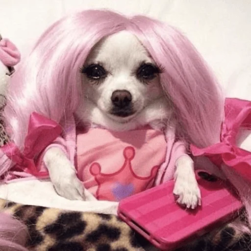 🎀 Стикер «Dogs memes» для Telegram