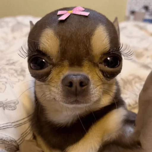 🎀 Стикер «Dogs memes» для Telegram