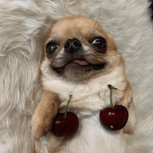 🍒 Стикер «Dogs memes» для Telegram