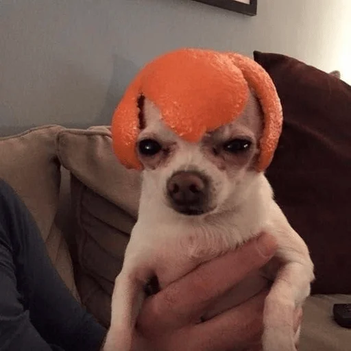 🍊 Стикер «Dogs memes» для Telegram