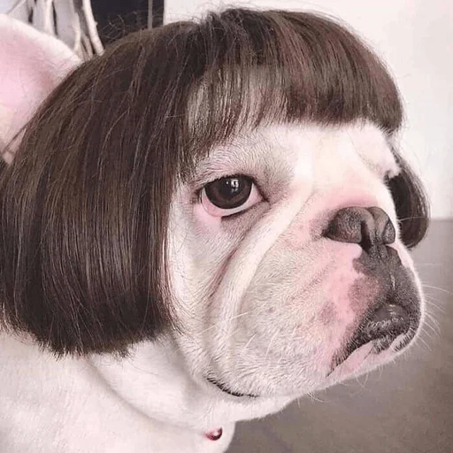 🤓 Стикер «Dogs memes» для Telegram