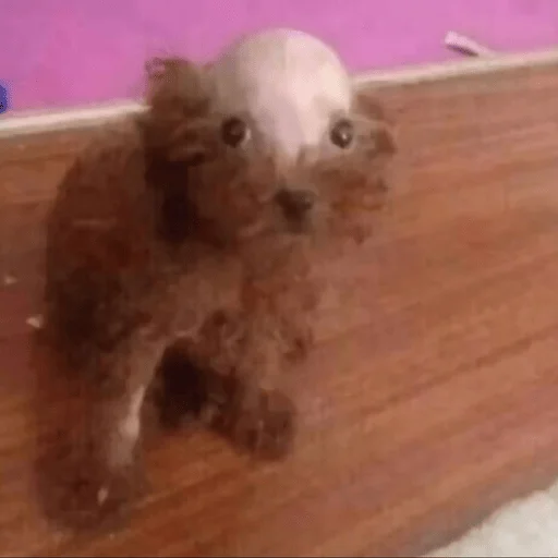 👽 Стикер «Dogs memes» для Telegram