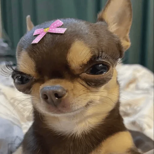 🎀 Стикер «Dogs memes» для Telegram