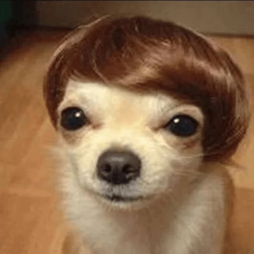 👩 Стикер «Dogs memes» для Telegram
