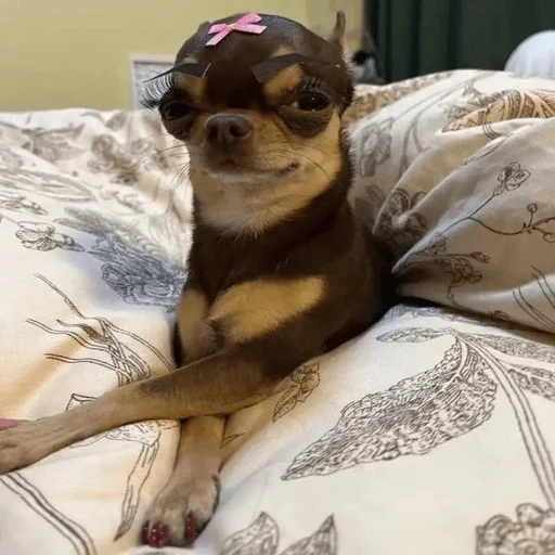 🎀 Стикер «Dogs memes» для Telegram