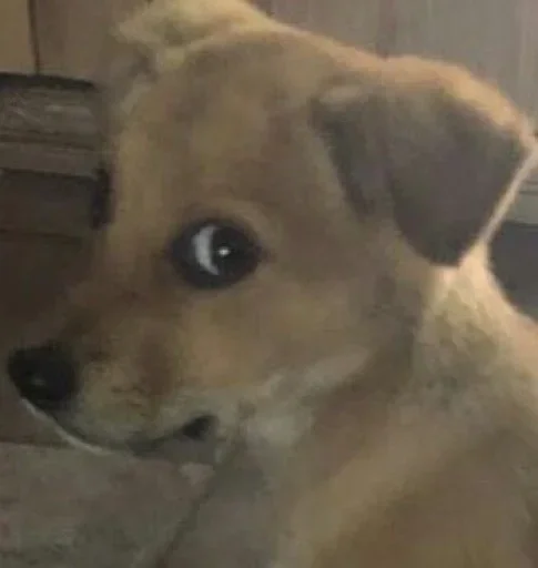👀 Стикер «Dogs memes» для Telegram