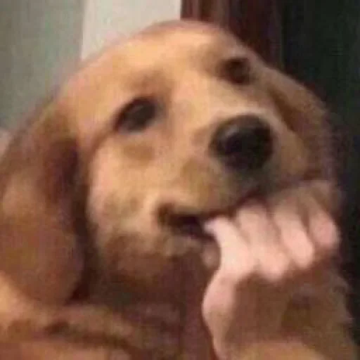🥱 Стикер «Dogs memes» для Telegram