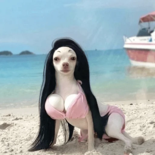 🌊 Стикер «Dogs memes» для Telegram