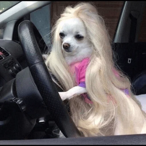 🚘 Стикер «Dogs memes» для Telegram