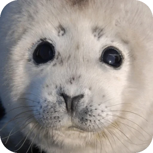 😦 Стикер «Seals» для Telegram