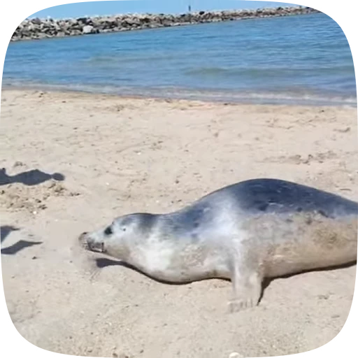🌟 Стикер «Seals» для Telegram