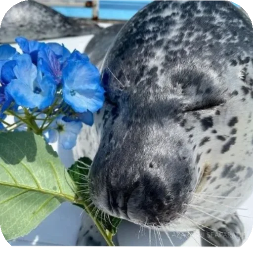 🥰 Стикер «Seals» для Telegram