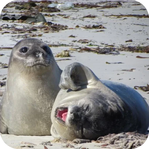 🤣 Стикер «Seals» для Telegram