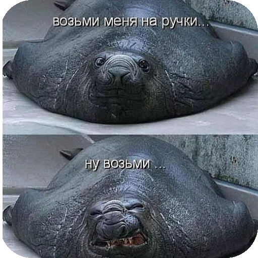 😘 Стикер «Seals» для Telegram